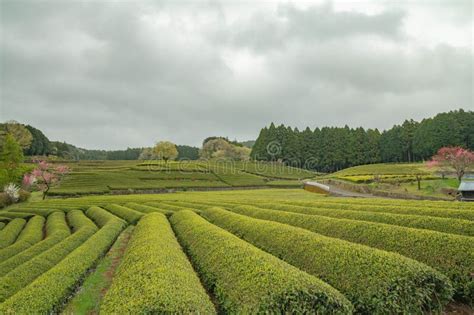 Tea Plantation in Shizuoka, Japan Stock Photo - Image of summer, japanese: 277824824