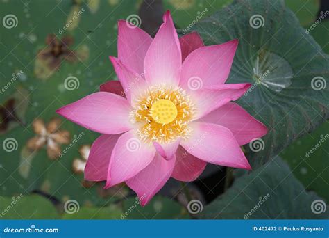 Lotus - top view stock photo. Image of flourish, life, calm - 402472