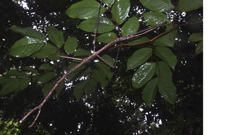 Australia's biggest stick insect found - Australian Geographic