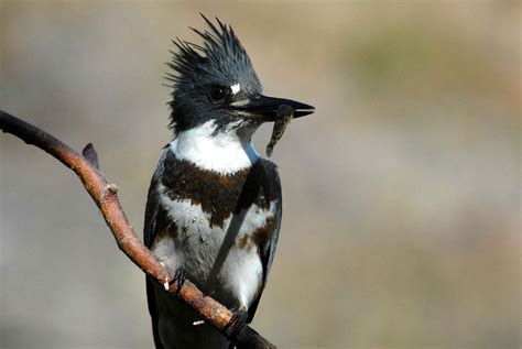 Belted Kingfisher - Bird Watching Academy