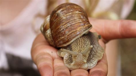 Are Garden Snails Edible Uk | Fasci Garden