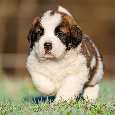 #1 | Saint Bernard Puppies For Sale By Uptown Puppies