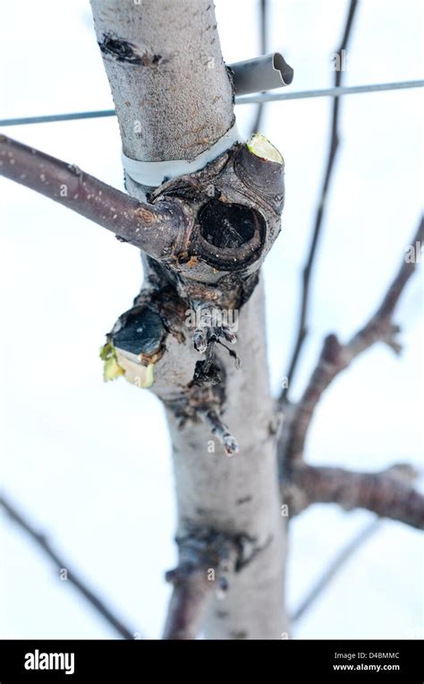 Close up of pruning cut on apple tree branch Stock Photo - Alamy