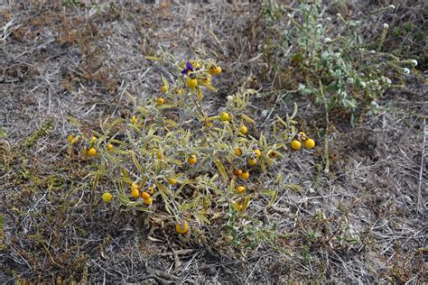 Silverleaf nightshade – long-term management effects of annual herbicide applications (PIR116 ...