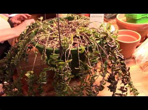 Lipstick Plant Propagation - YouTube