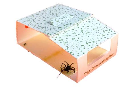 Simple Green Spider Trap - Revised design, still safe for family and pets. Always pesticide free ...