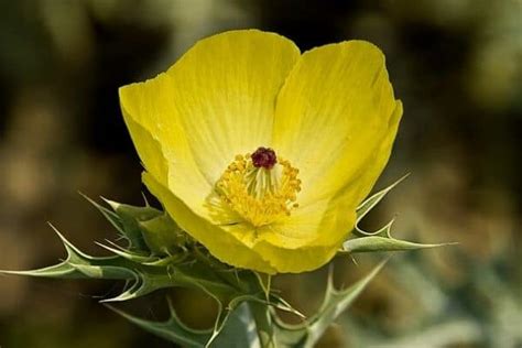 10 Beautiful Cup Shaped Flowers - Urban Garden Gal