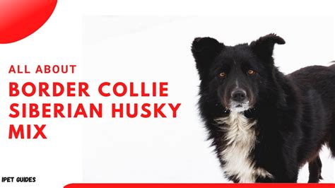 Border Collie Siberian Husky Mix: Everything You Need To Know Breed - YouTube