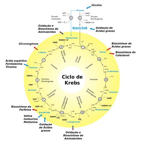 Ciclo de Krebs – Wikipédia, a enciclopédia livre