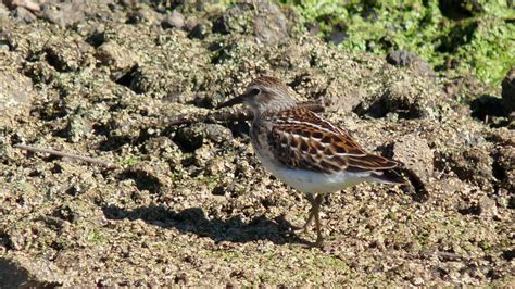 Least Sandpiper | MarkEisingBirding