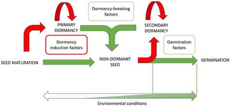 Seed Dormancy: Causes, Types & Importance