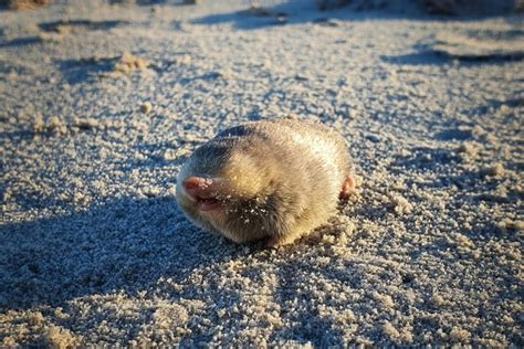 Endangered blind sand mole rediscovered in South Africa after 87 years