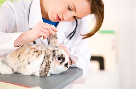 Veterinarian Salary - Healthcare Salary World