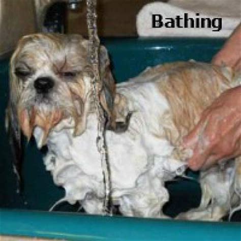 Grooming the Shih Tzu: An Overview