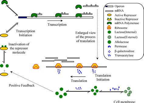 A cartoon representation of the operation of the lac operon enabling... | Download Scientific ...