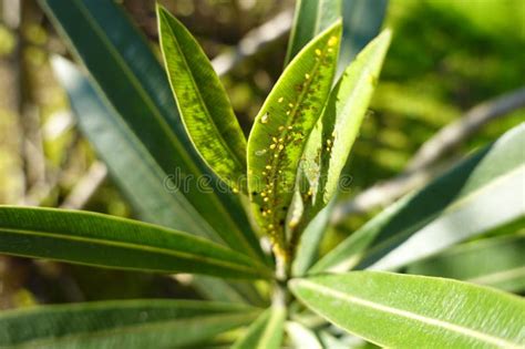 Oleander Leaves Full of Yellow Aphids. Concept of Oleander Diseases ...
