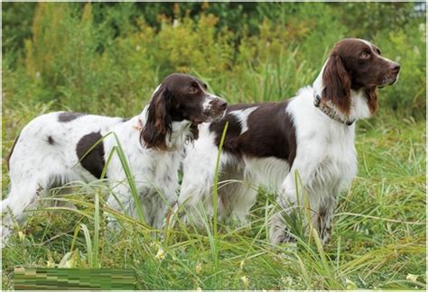 French Spaniel - Breeders, Facts, Pictures, Puppies, Rescue ...