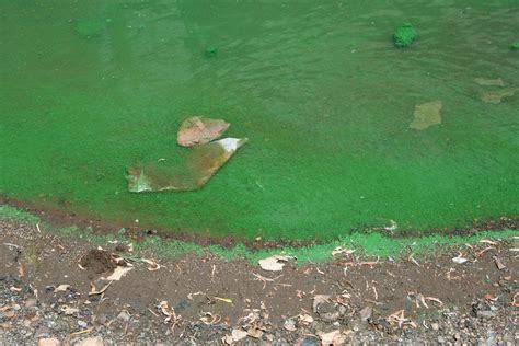 Algae And Pollution In Water Free Stock Photo - Public Domain Pictures