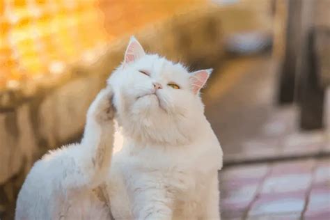 11 Major Signs That Your Cat Has Eczema - Our Eczema - Dedicated to Helping Eczema Sufferers ...