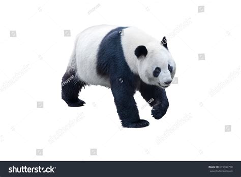 Panda Isolated On White Clipping Path Stock Photo 619189700 | Shutterstock