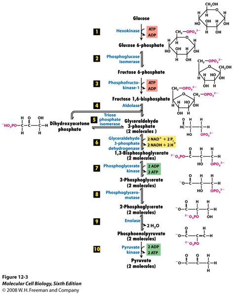 Which steps in the glycolysis pathway are not reversible? | Socratic