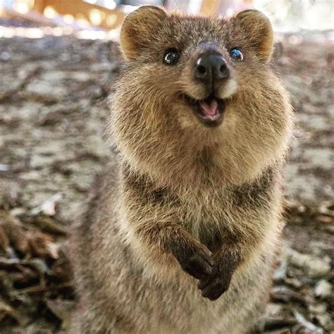 15 Fakta Quokka Hewan Paling Bahagia yang Mengorbankan Anaknya untuk Menyambung Hidup