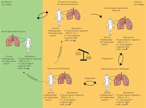 Correlates of tuberculosis risk: predictive biomarkers for progression to active tuberculosis ...