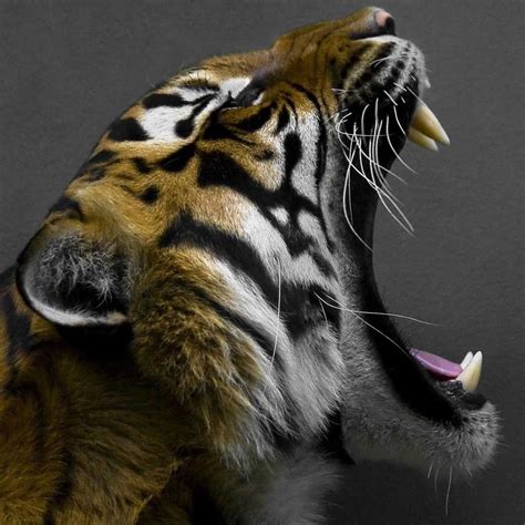 Tiger roaring Beautiful Creatures, Animals Beautiful, Cute Animals, Wild Animals, Beautiful Cats ...