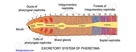 Digestive and excretory system of Earthworm - Online Biology Notes