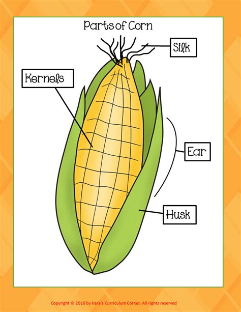 Anatomy Of A Corn