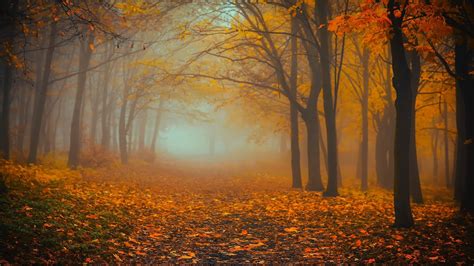 Autumn, Forest, Fog, Foliage