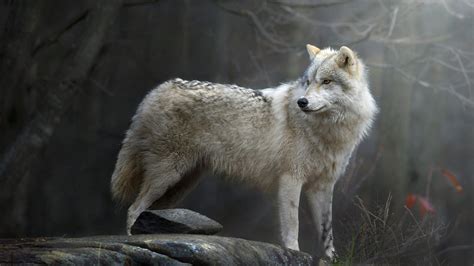 White Black Wolf Is Standing On Rock In Dark Forest Background HD Wolf ...