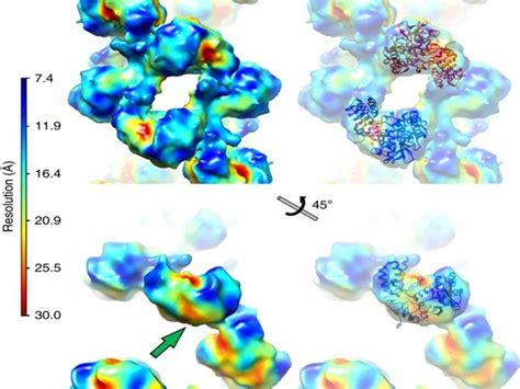 Understanding the Structure of the Influenza Virus - Assignment Point