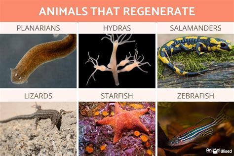 Animal Regeneration