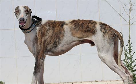 Spanish Greyhound Temperament and Personality - Kid Friendly and Non ...