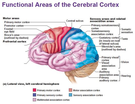 primary motor cortex function