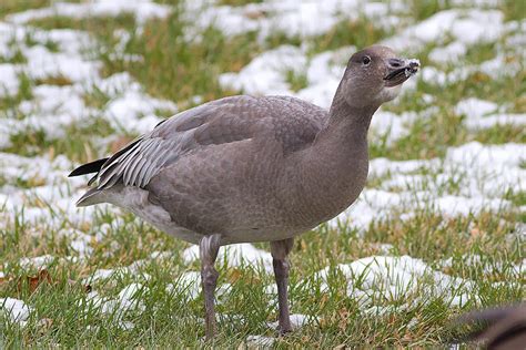 Ann Brokelman Photography: Snow Goose - juvenile blue morph Dec 1, 2013