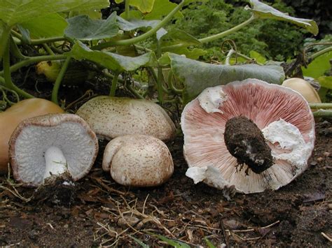 Agaricus Blazei Mushroom Health Benefits to Support Immune System