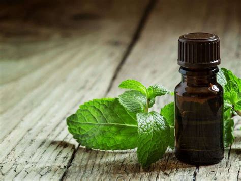 Peppermint Oil: 10 Peppermint Oil Uses