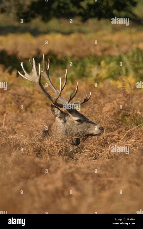 Red deer England UK Stock Photo - Alamy