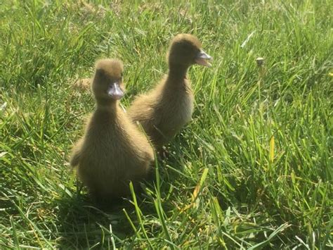 Female khaki Campbell ducklings For Sale in Banbury, Oxfordshire | Preloved