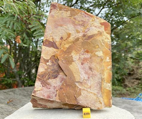 Glossopteris Fossil Leaves Genuine Specimen Permian | Etsy