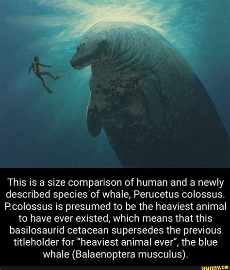 This is a size comparison of human and a newly described species of whale, Perucetus colossus. P ...