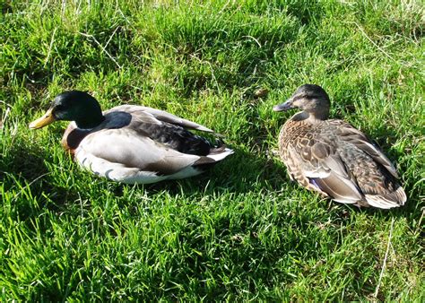 Largo Baywatch: A Waddling of Ducks