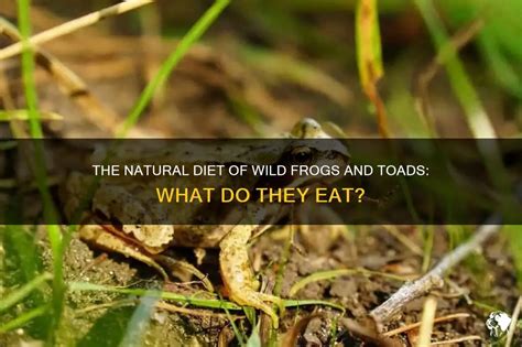 The Natural Diet Of Wild Frogs And Toads: What Do They Eat? | PetShun