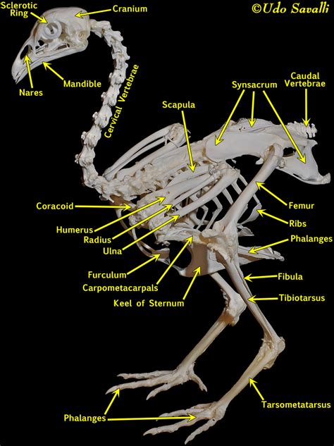 BIO370-Bird Skeleton