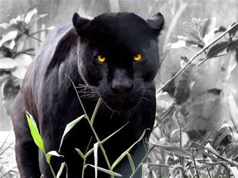 Black Leopard Animal | Fun Animals Wiki, Videos, Pictures, Stories