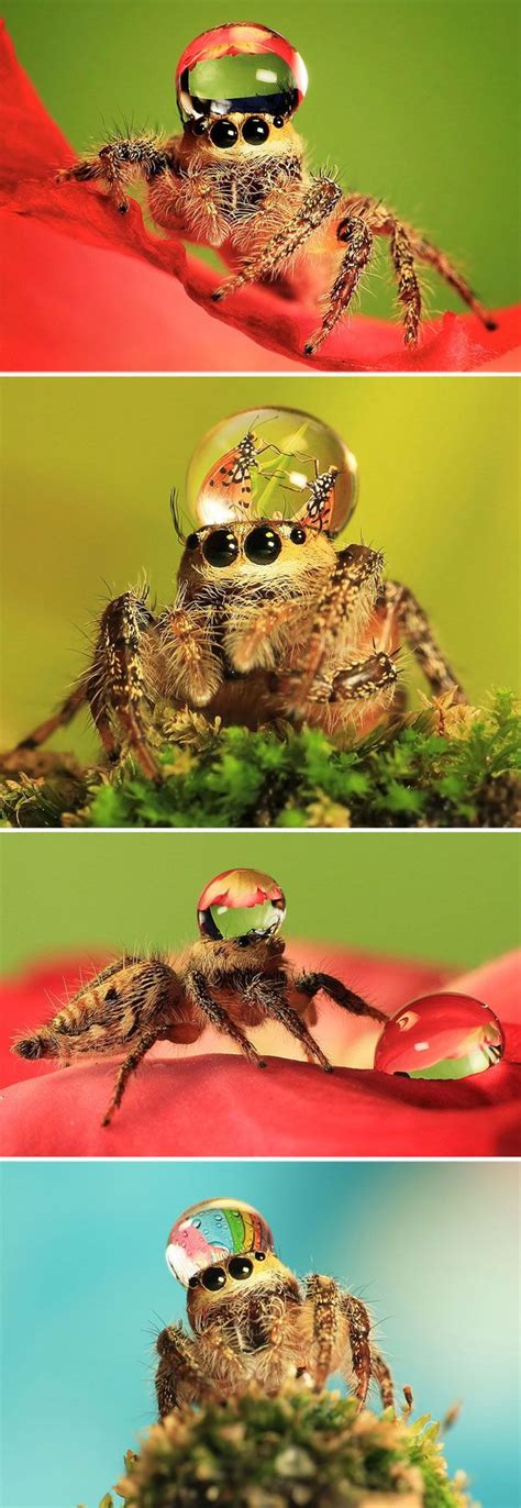 Jumping Spiders With Water Drop Hats | Art and Design News | Jumping spider, Spider species, Spider