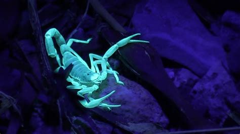 Desert Scorpion Hunting - YouTube