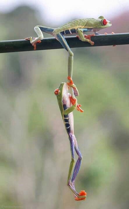 Hang on tight. | Cute animals, Red eyed tree frog, Animals beautiful